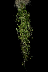 Dendrobium pugioniforme Harry CCM/AOS 87 pts.